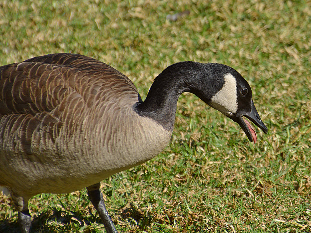 Goose.jpg