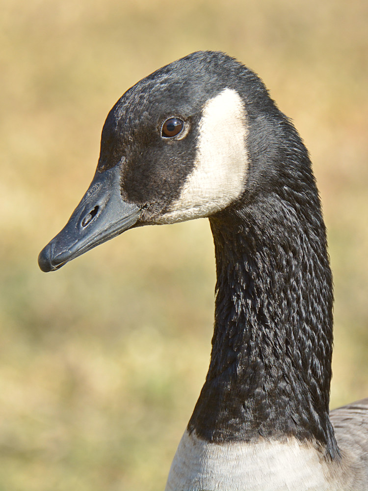 Goose.jpg