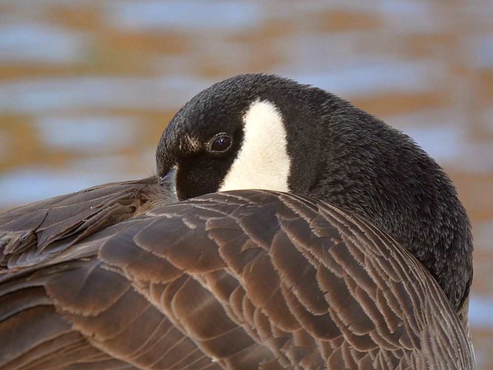 Goose.jpg