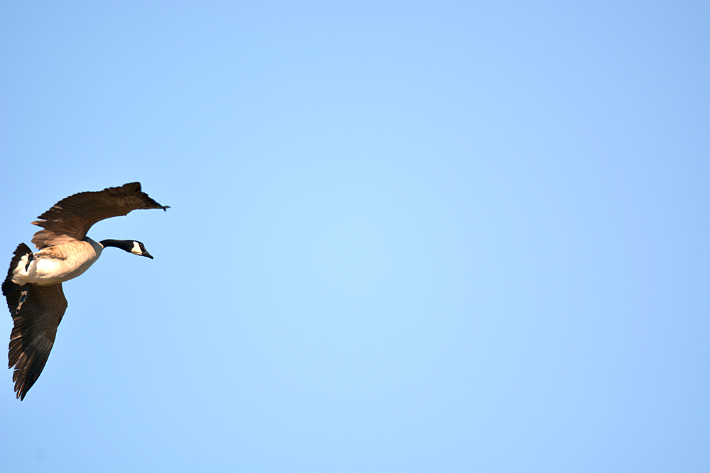 Goose.jpg