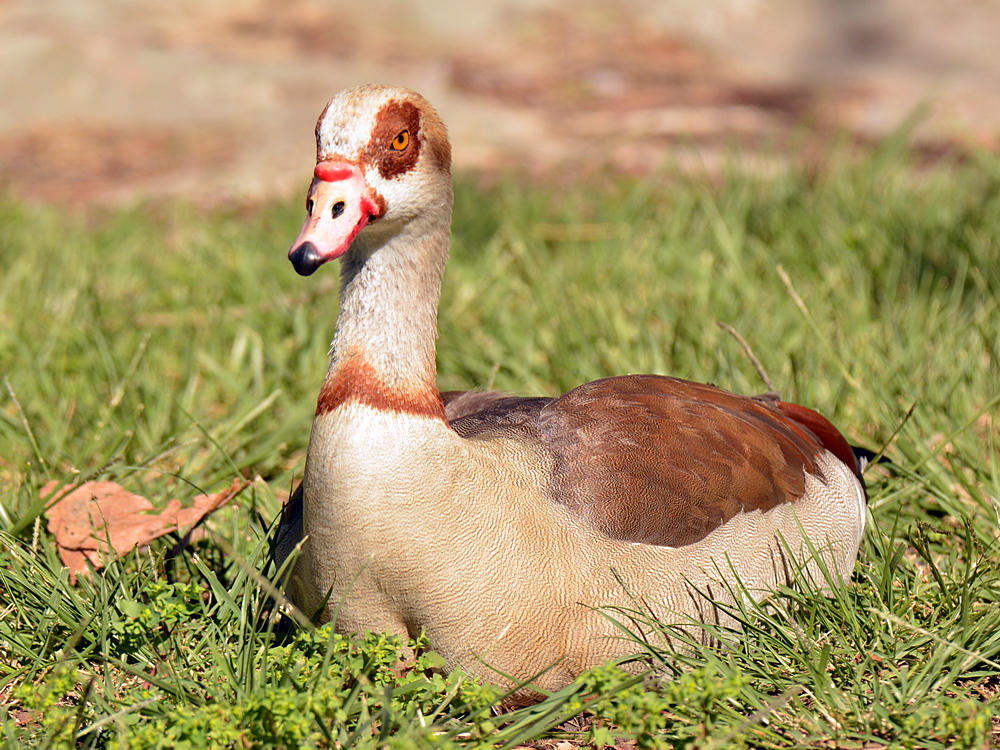 Goose.jpg