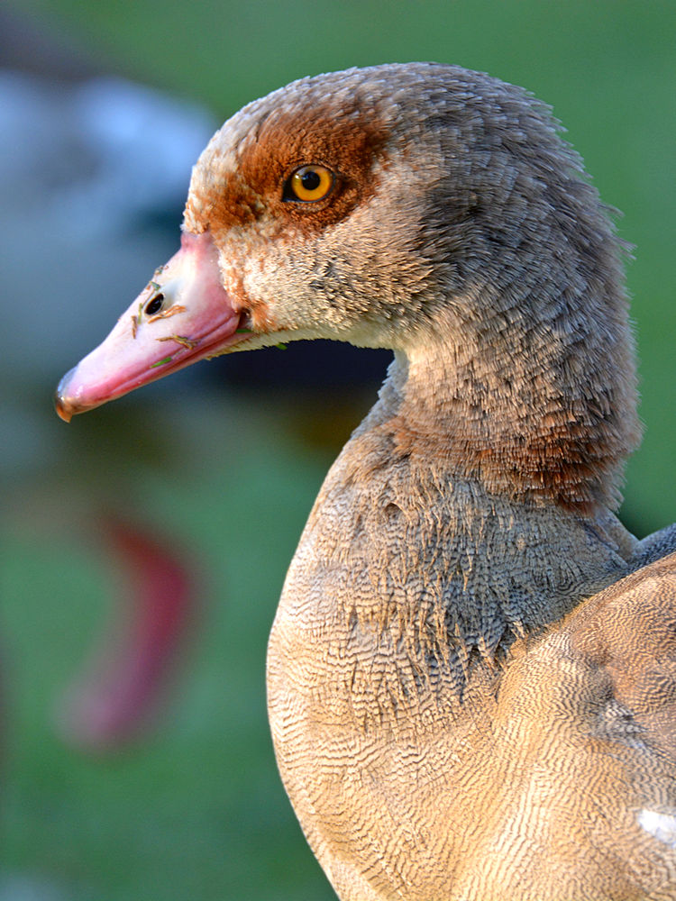 Goose.jpg