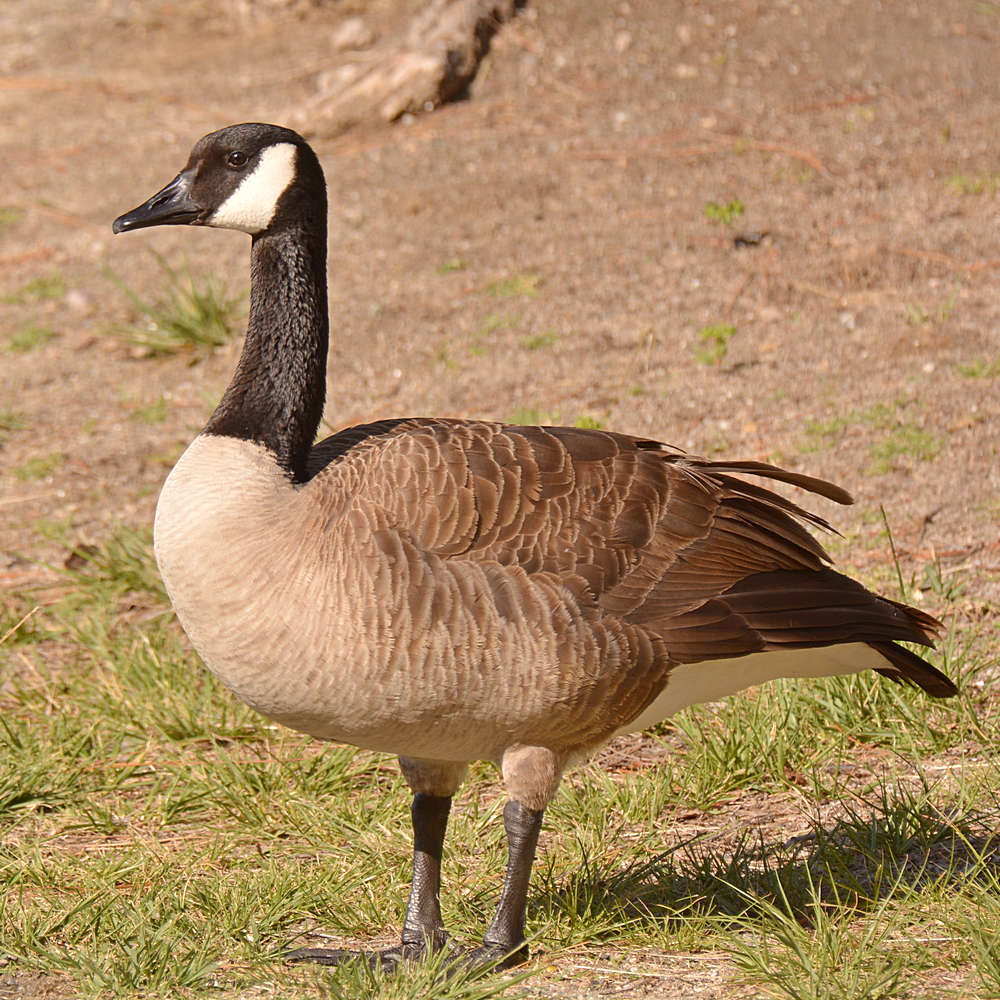Goose.jpg