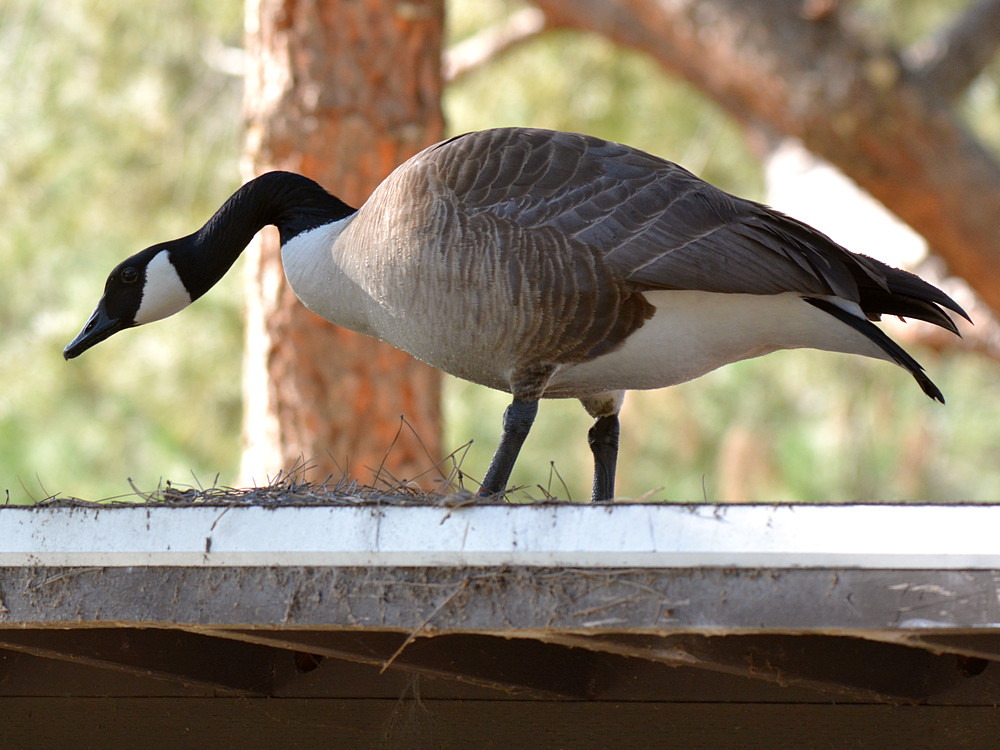 Goose.jpg