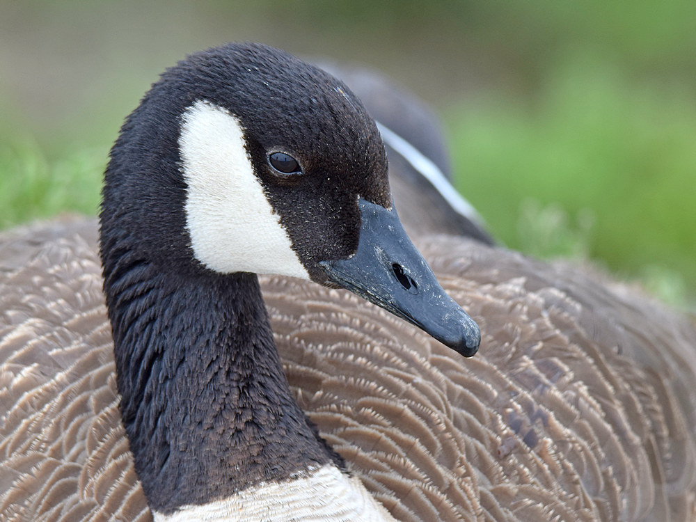 Goose.jpg
