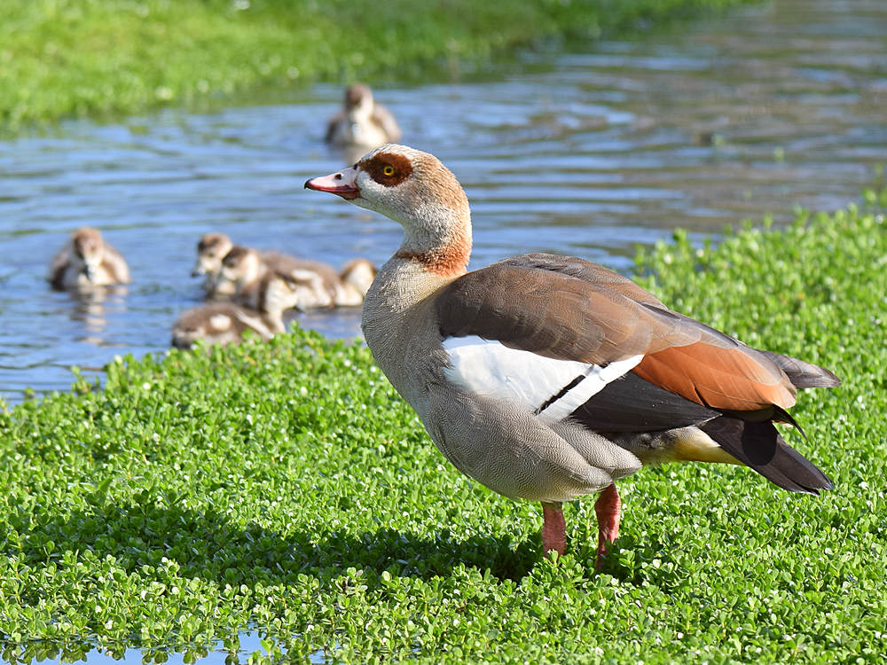 Goose.jpg