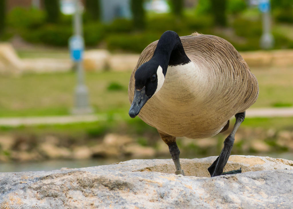 Goose.jpg