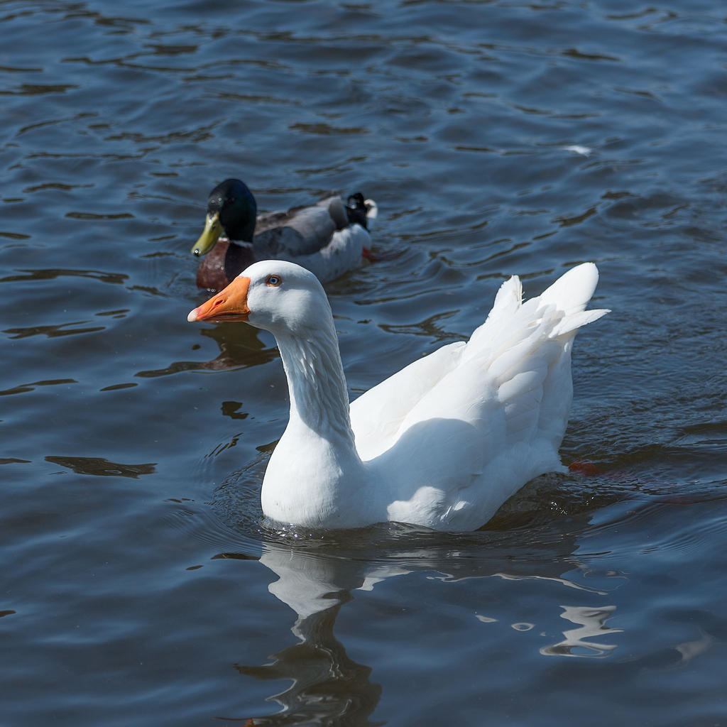 Goose.jpg