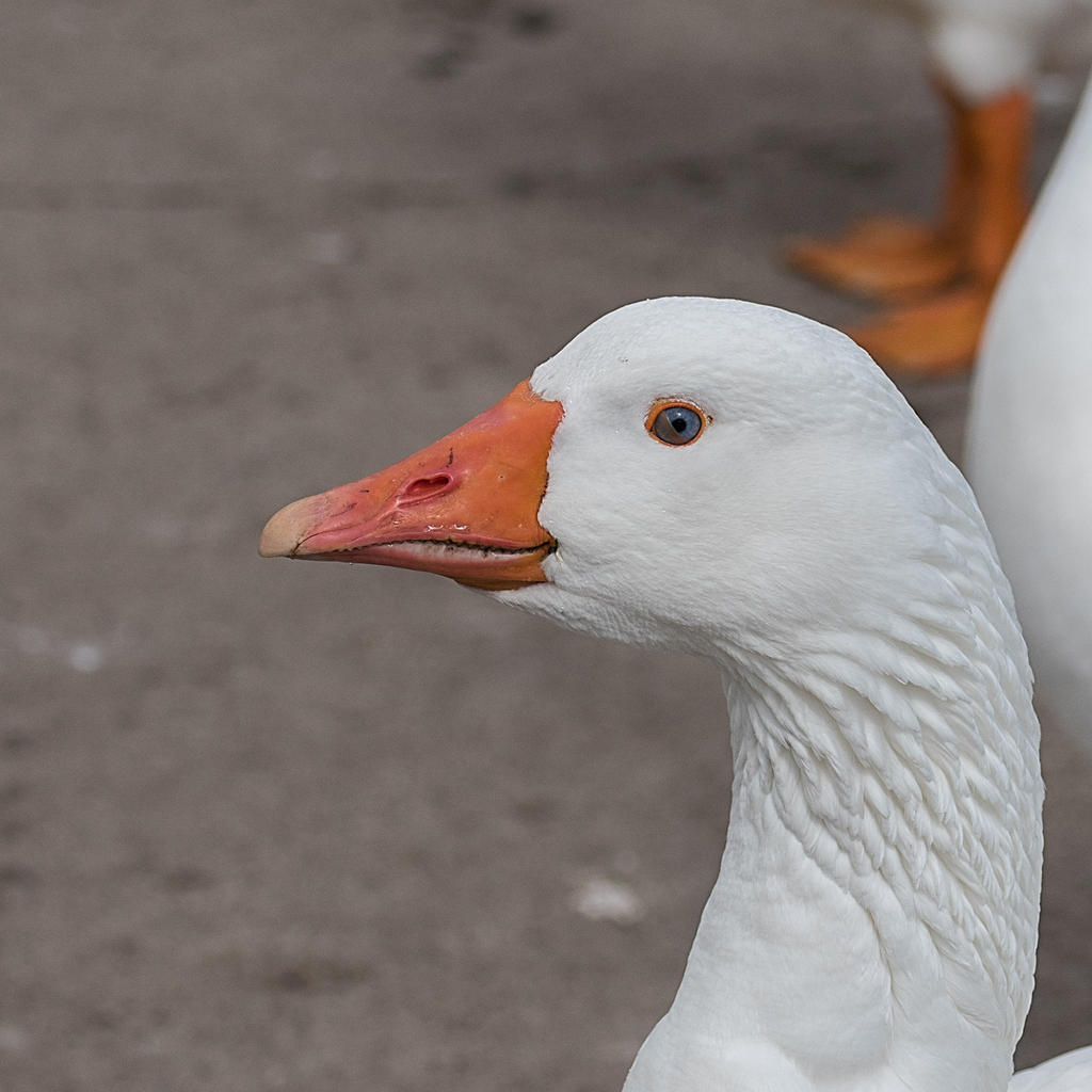 Goose.jpg