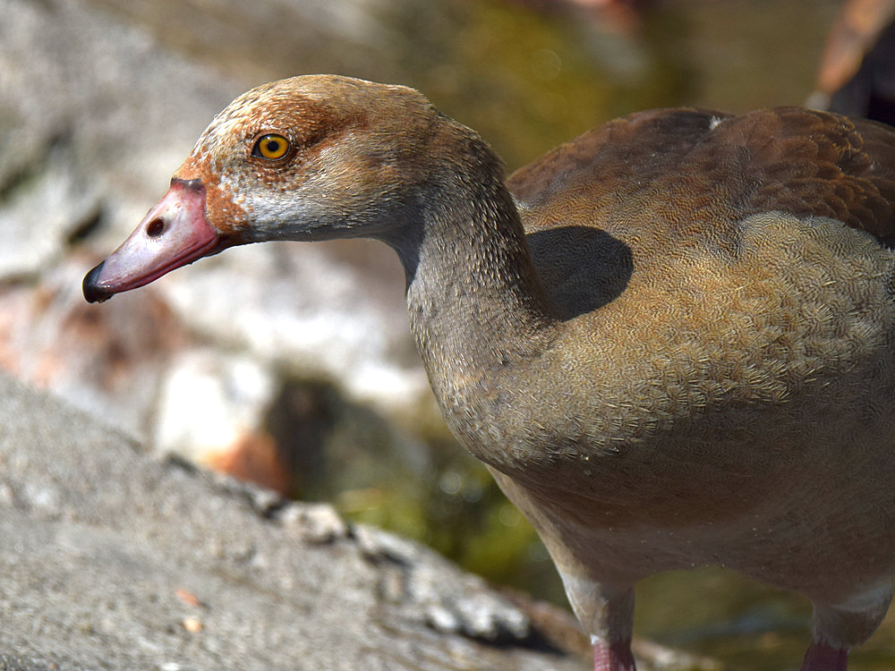 Goose.jpg