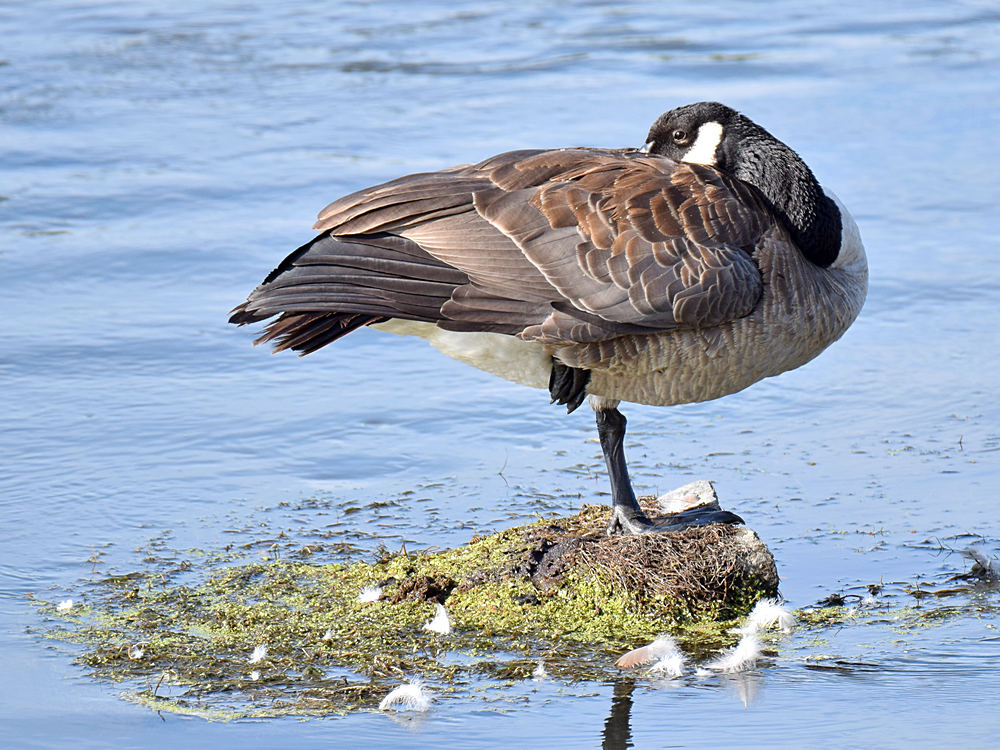 Goose.jpg