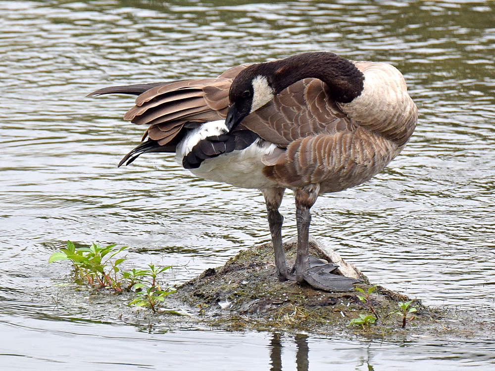 Goose.jpg