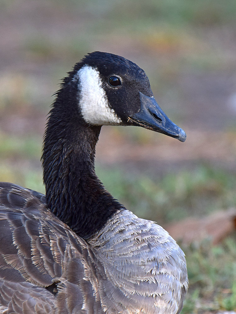 Goose.jpg
