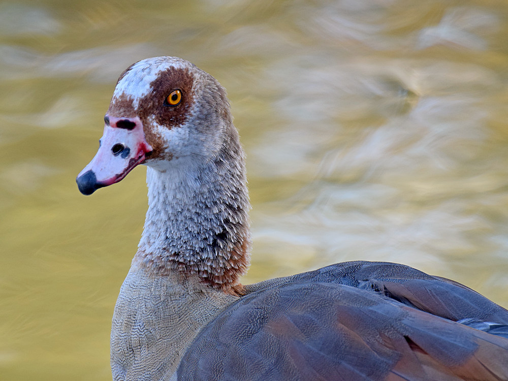 Goose.jpg
