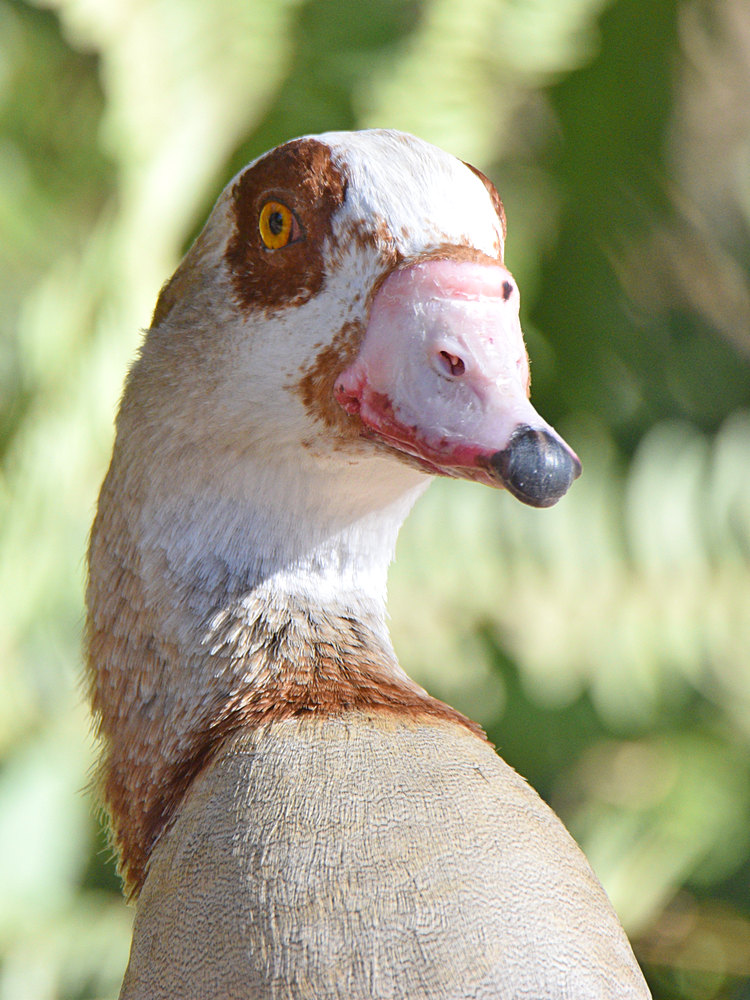 Goose.jpg
