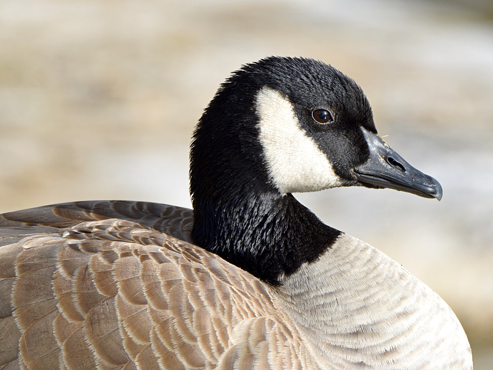 Goose.jpg