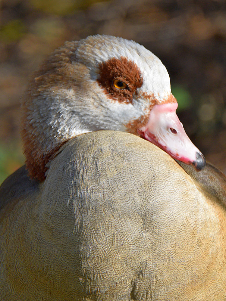 Goose.jpg