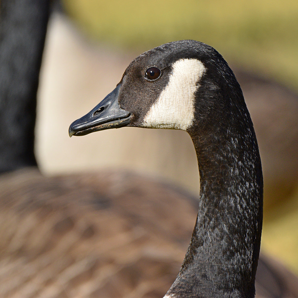 Goose.jpg