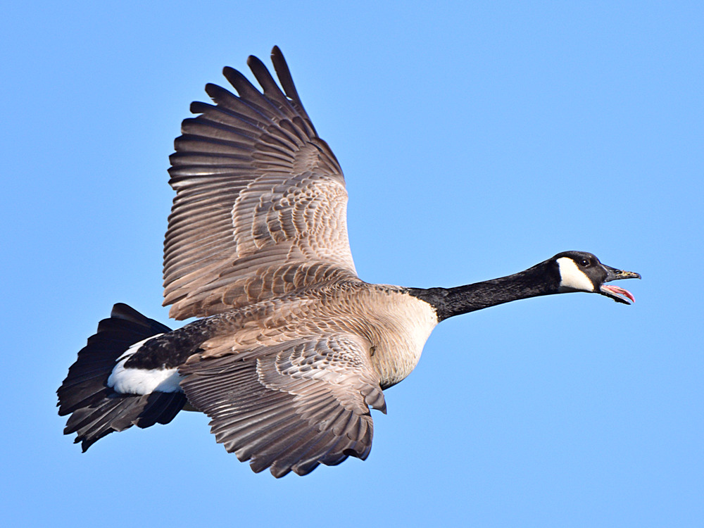 Goose.jpg
