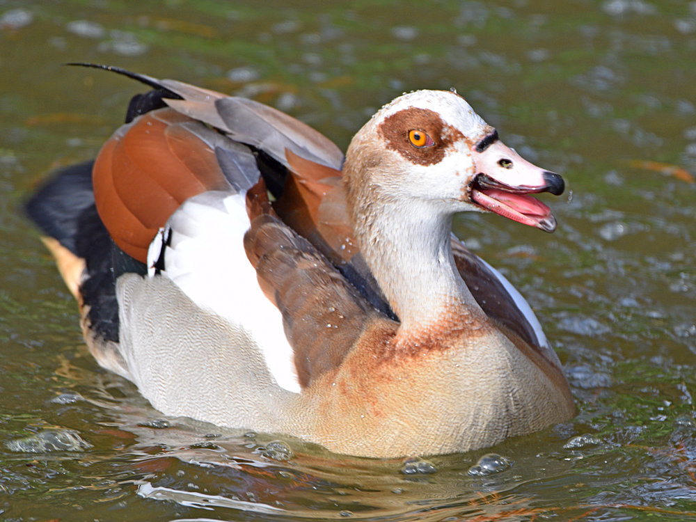 Goose.jpg