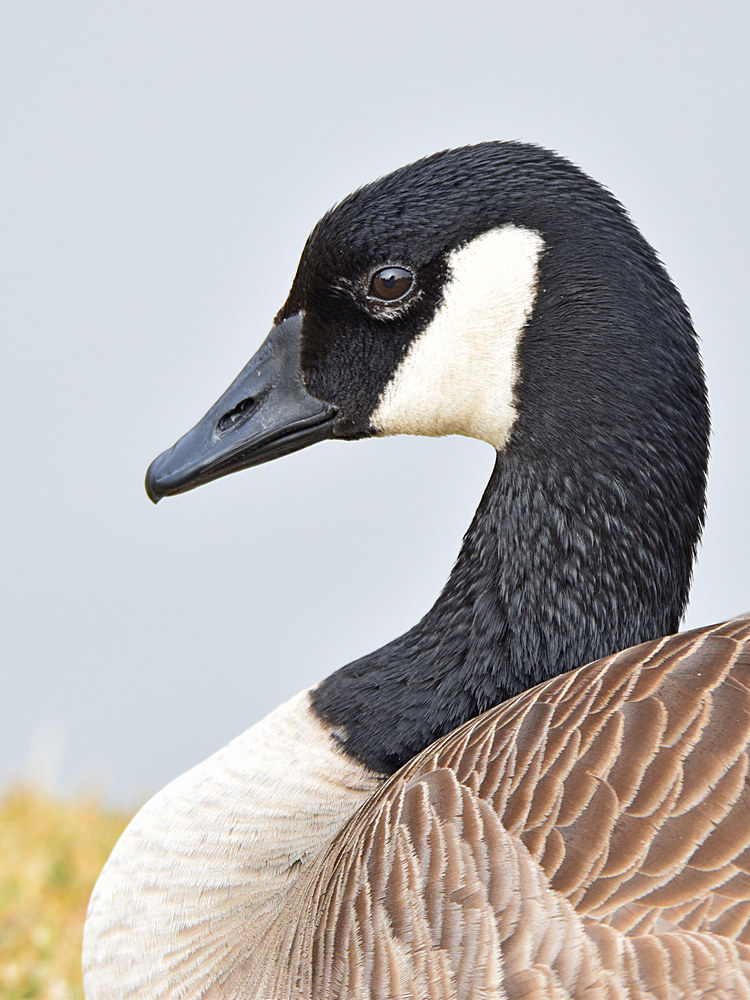 Goose.jpg