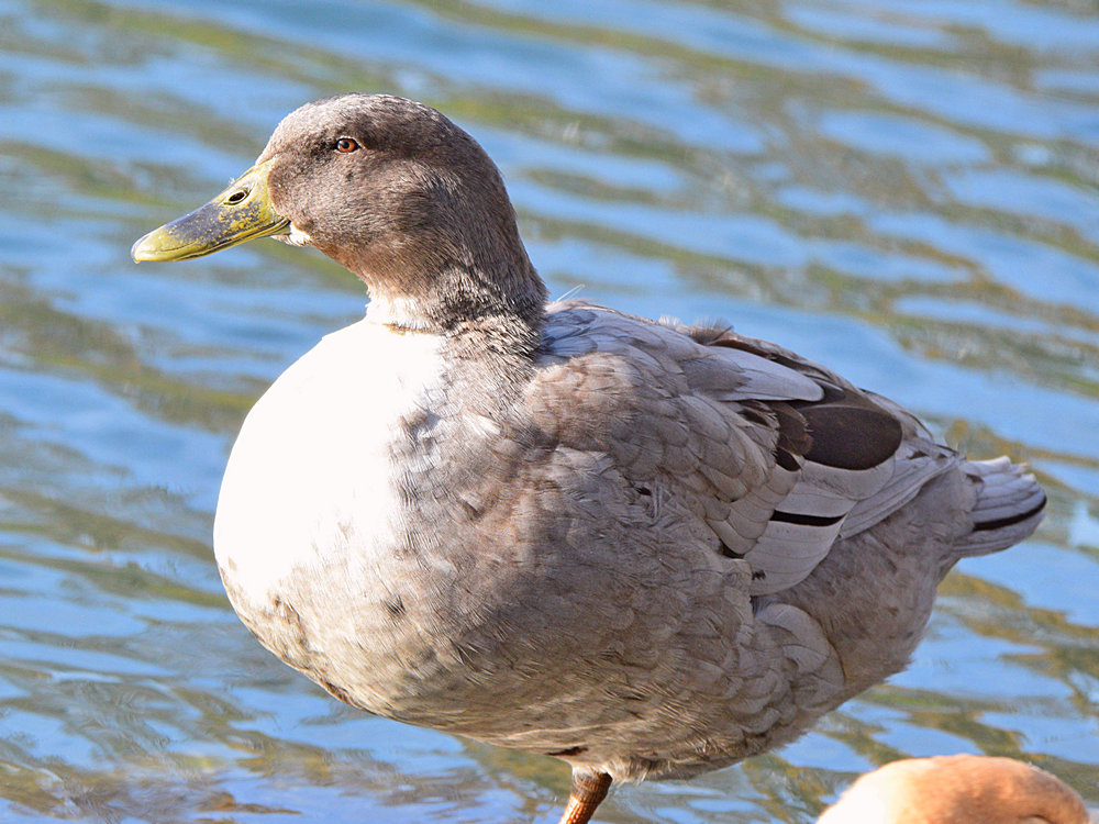 Goose.jpg