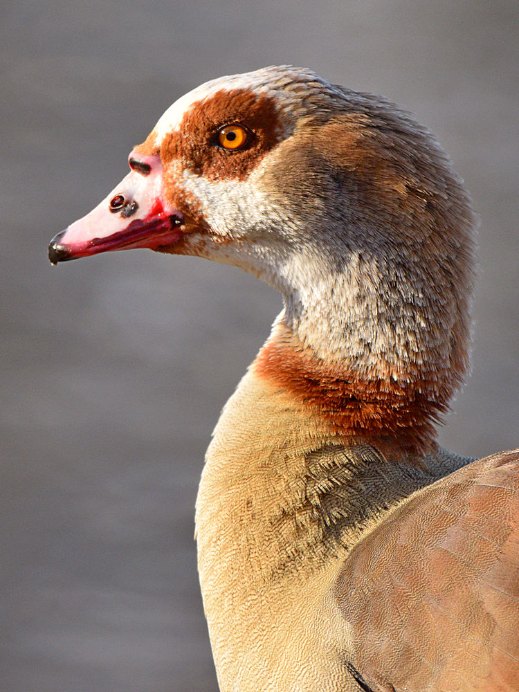 Goose.jpg