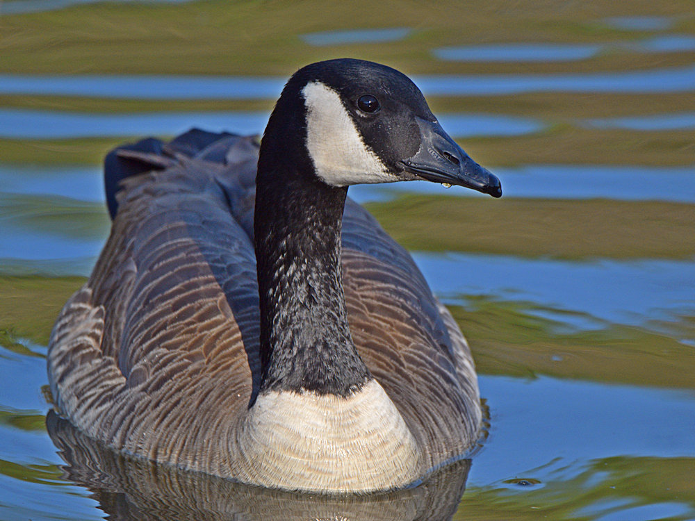 Goose.jpg