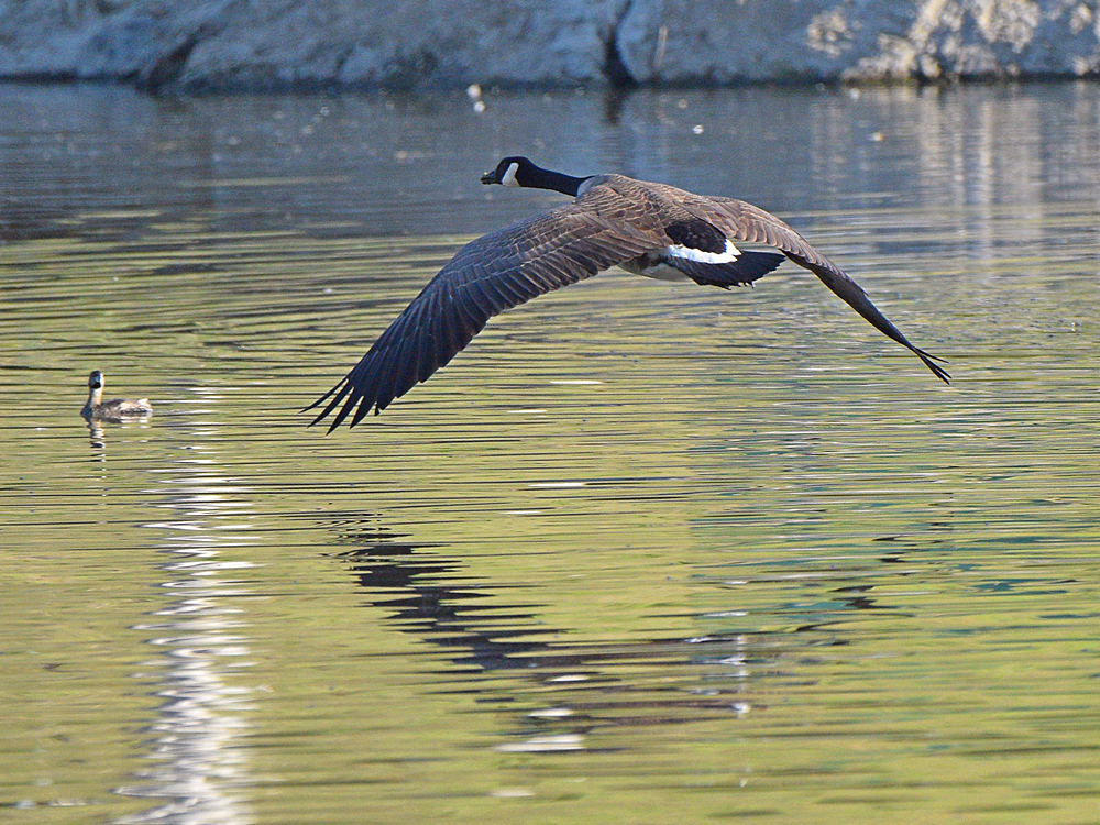 Goose.jpg