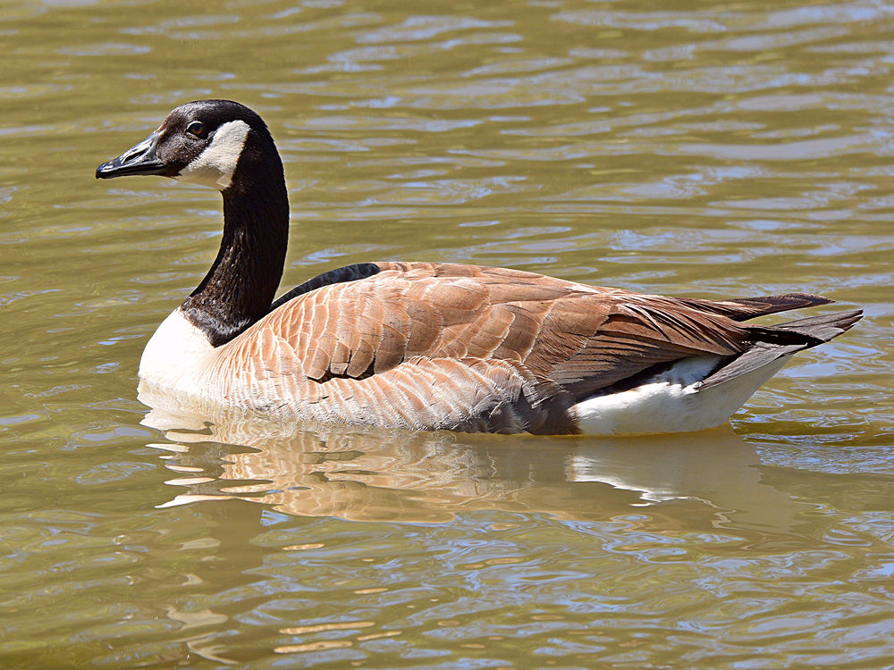 Goose.jpg