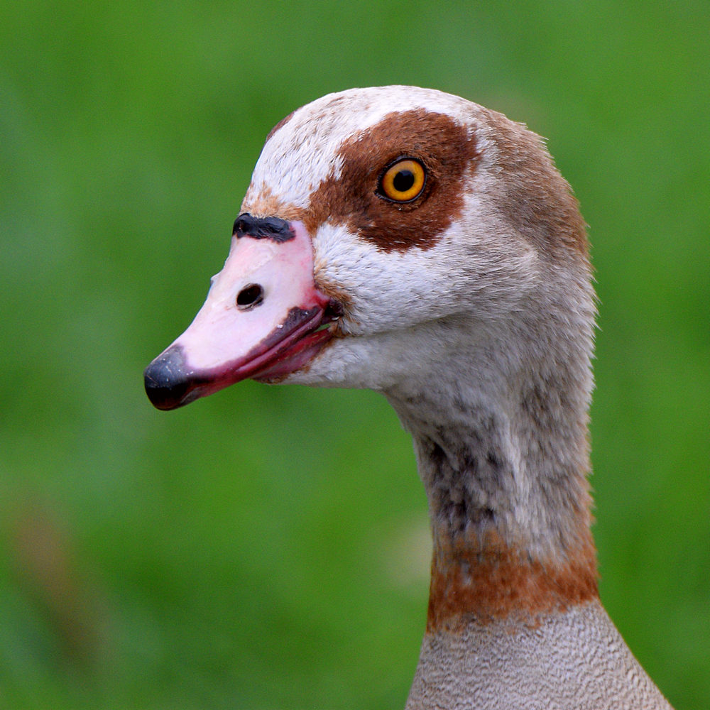 Goose.jpg