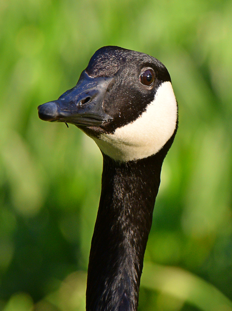 Goose.jpg
