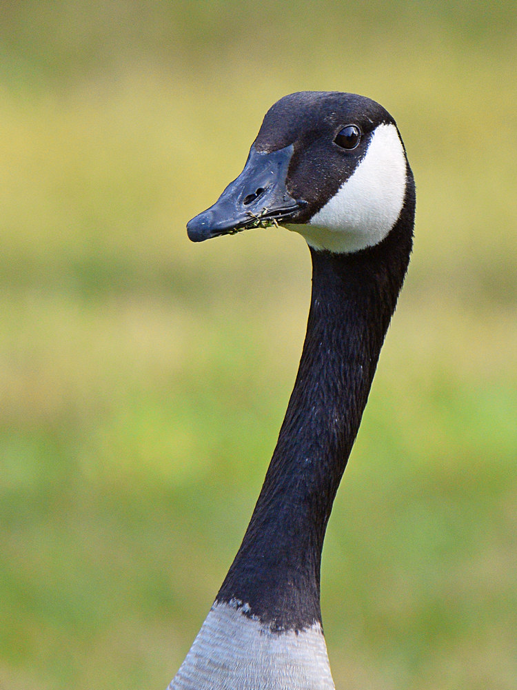 Goose.jpg