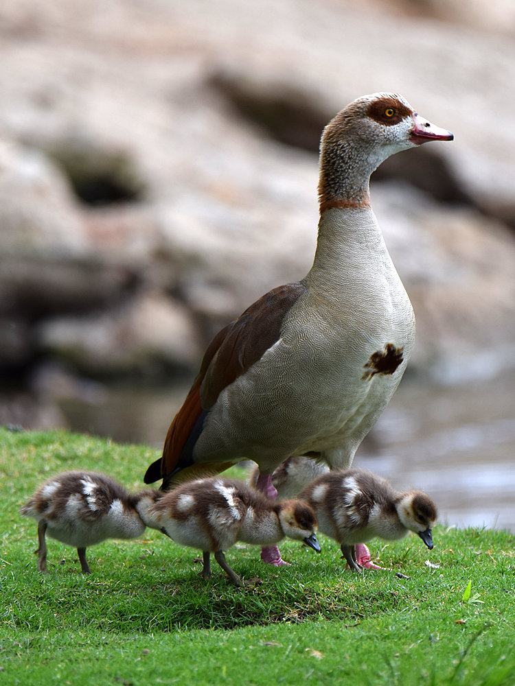 Goose.jpg