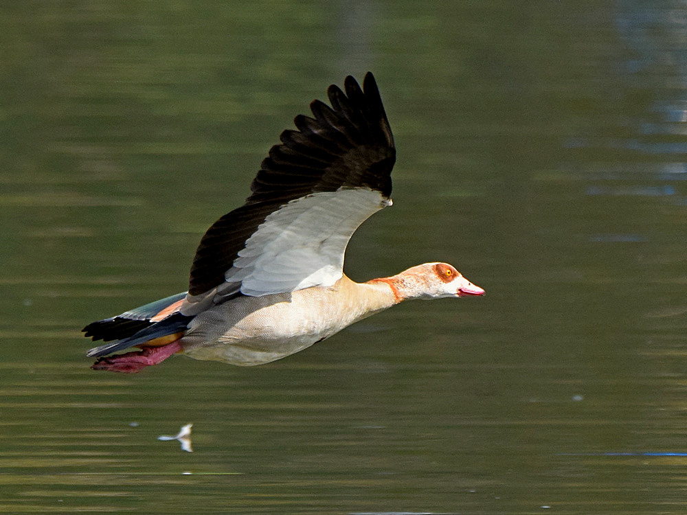 Goose.jpg