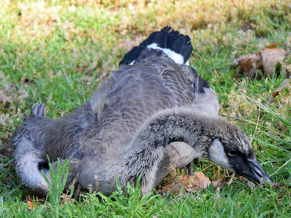 Goose.jpg