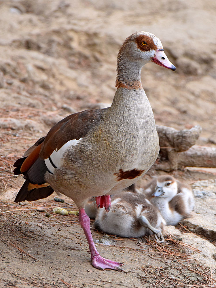 Goose.jpg