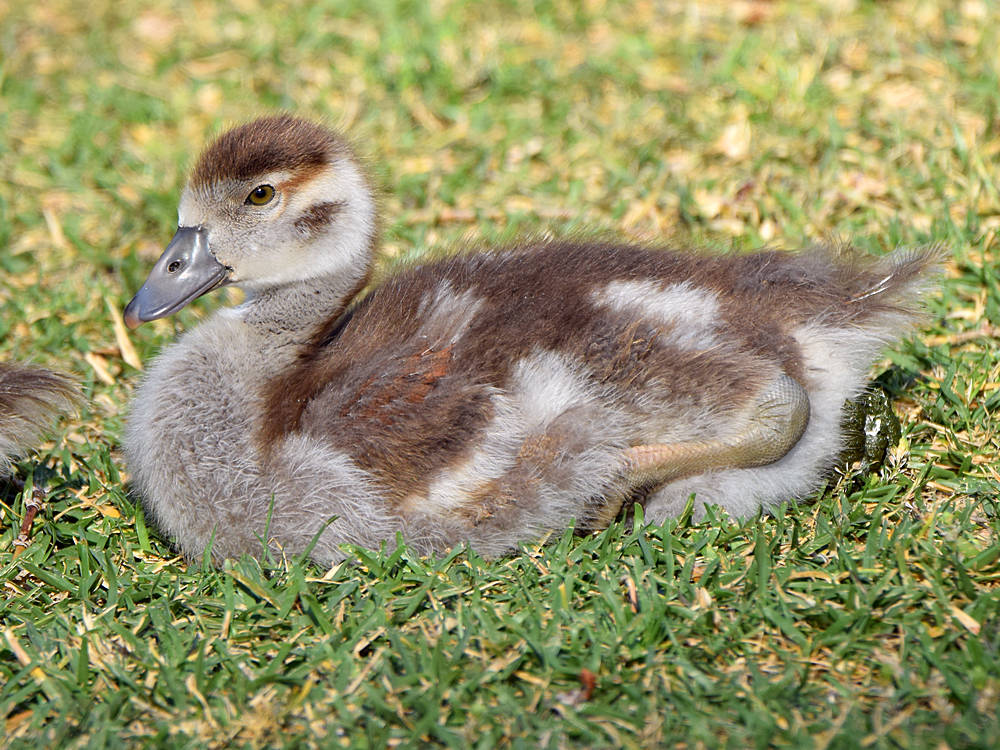 Goose.jpg