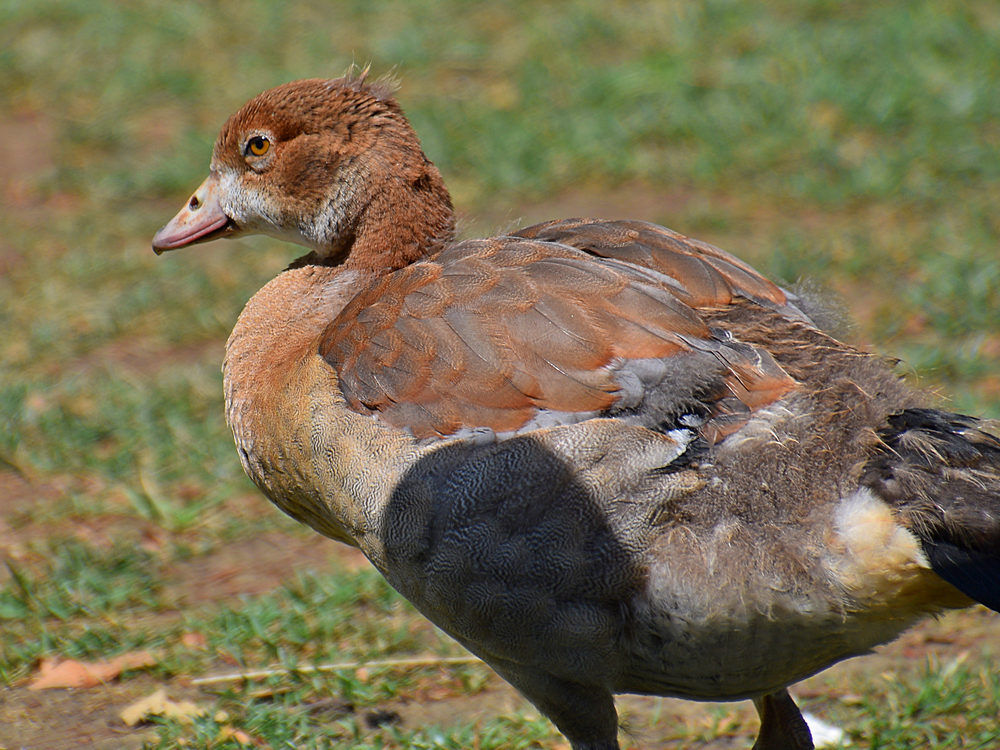 Goose.jpg