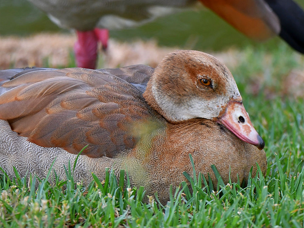 Goose.jpg