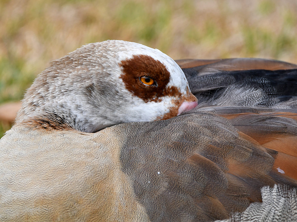 Goose.jpg