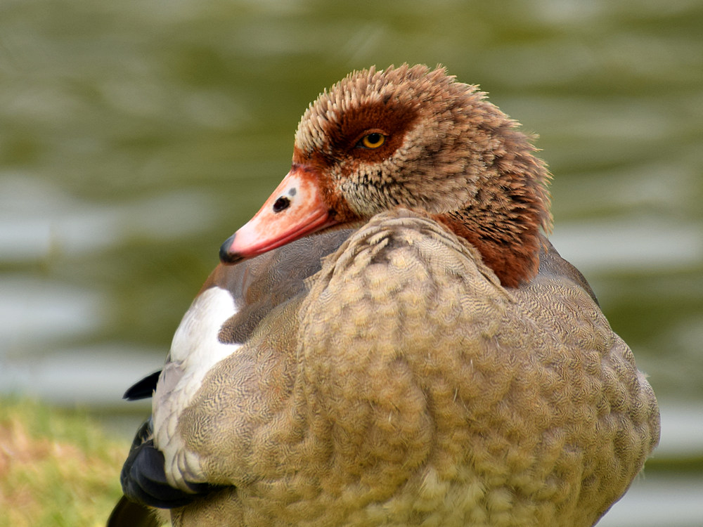 Goose.jpg