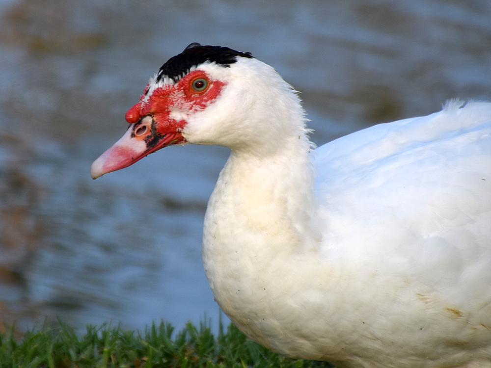Goose.jpg