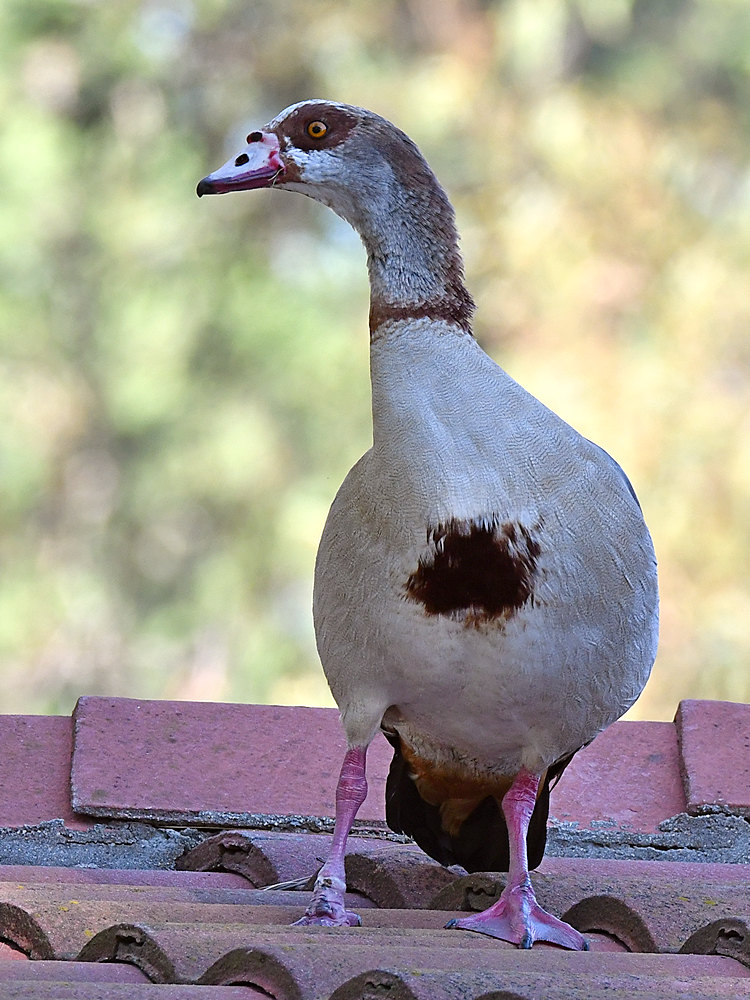 Goose.jpg