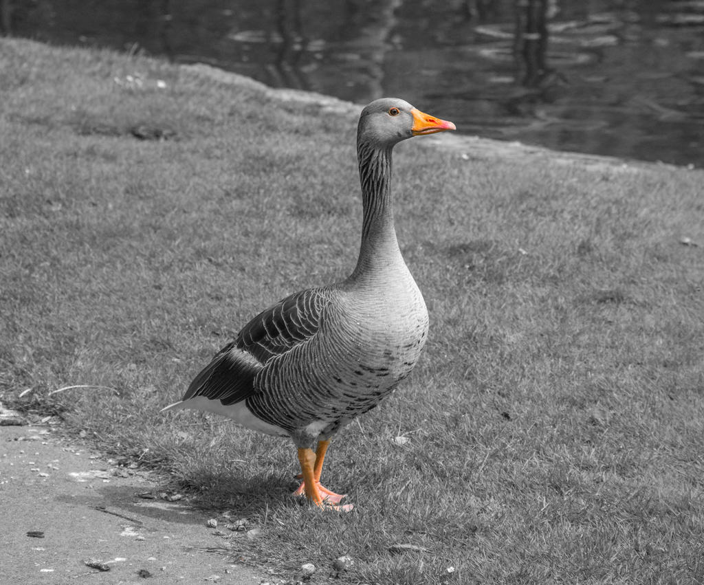 Goose.jpg