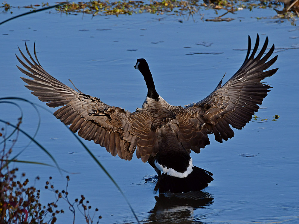 Goose.jpg