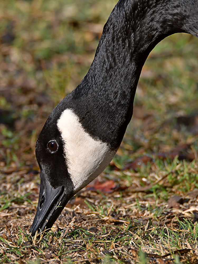 Goose.jpg