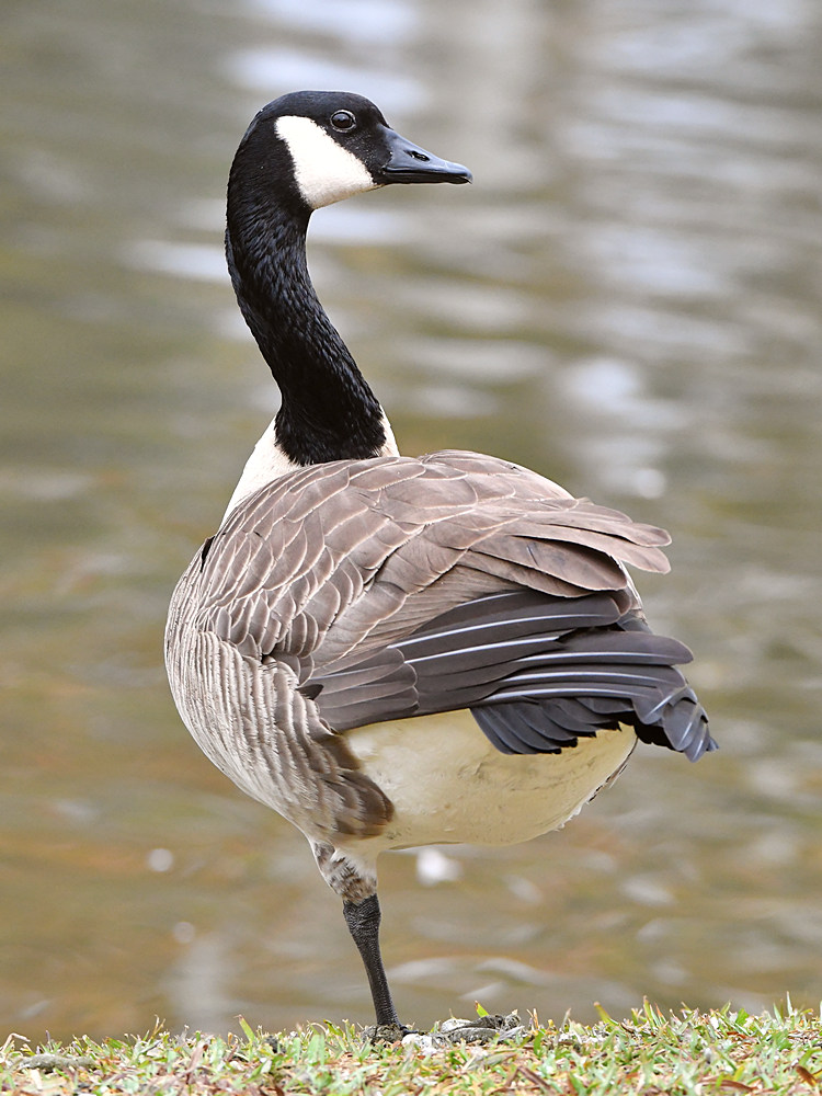 Goose.jpg