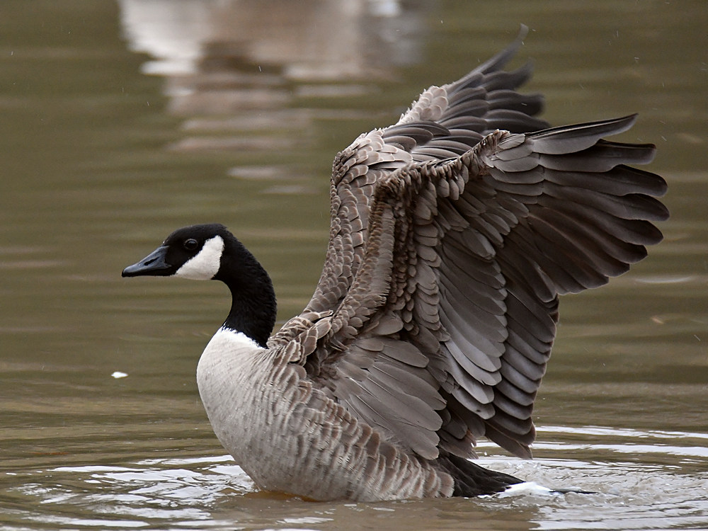 Goose.jpg