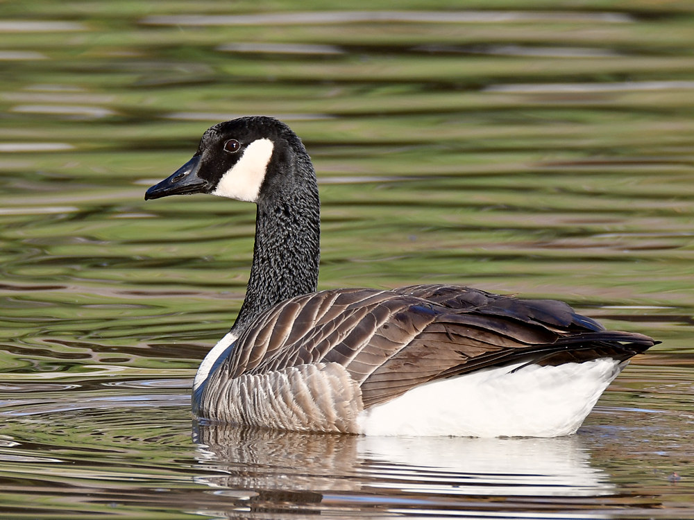 Goose.jpg